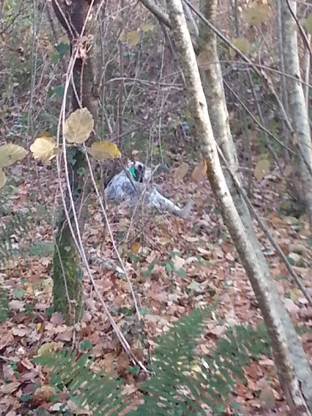 TR. CH. Elvis du Parc des Chaumes