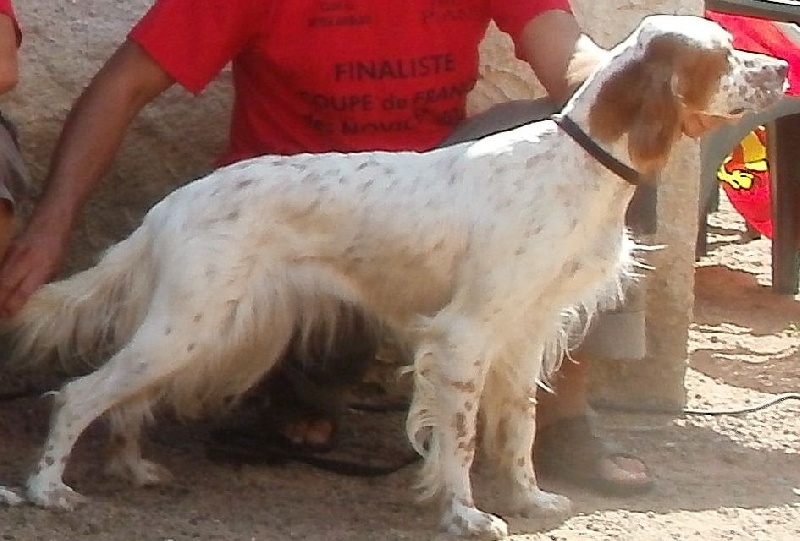 TR. CH. Goldikova du Parc des Chaumes